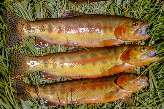 golden trout